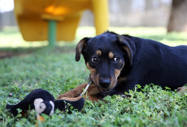 Foto - İşkence edilen yavru köpek artık emin ellerde