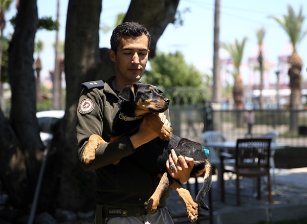 Foto - İşkence edilen yavru köpek artık emin ellerde