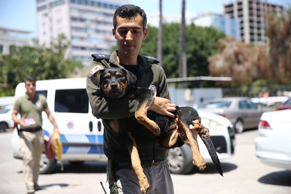Foto - İşkence edilen yavru köpek artık emin ellerde