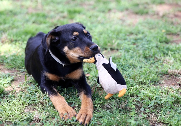 Foto - İşkence edilen yavru köpek artık emin ellerde