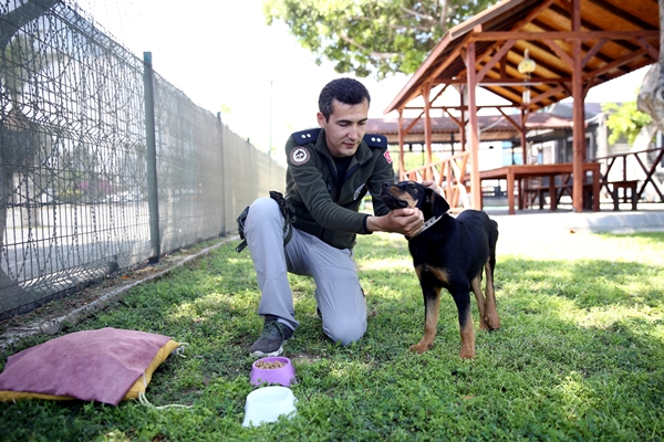 Foto - İşkence edilen yavru köpek artık emin ellerde