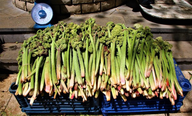 Işkın otu hücreleri yenileyip tansiyonla savaşıyor