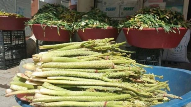 Foto - Işkın otu hücreleri yenileyip tansiyonla savaşıyor