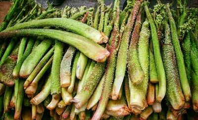 Foto - Işkın otu hücreleri yenileyip tansiyonla savaşıyor