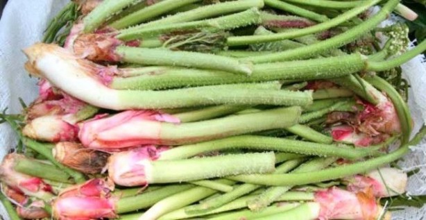 Foto - Işkın otu hücreleri yenileyip tansiyonla savaşıyor