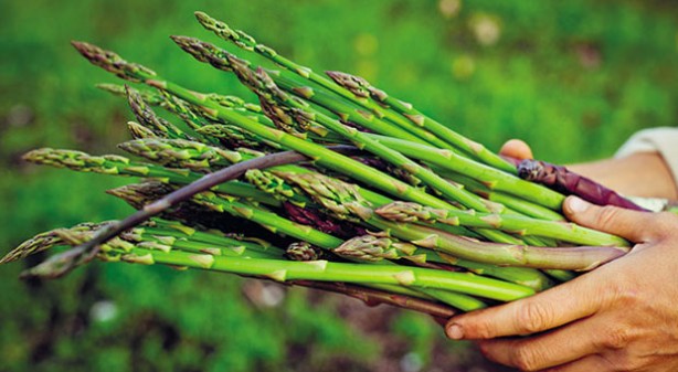 Foto - Işkın otu hücreleri yenileyip tansiyonla savaşıyor