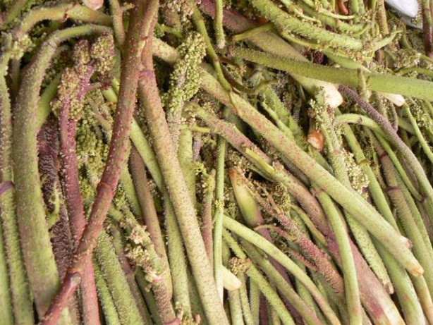 Foto - Işkın otu hücreleri yenileyip tansiyonla savaşıyor