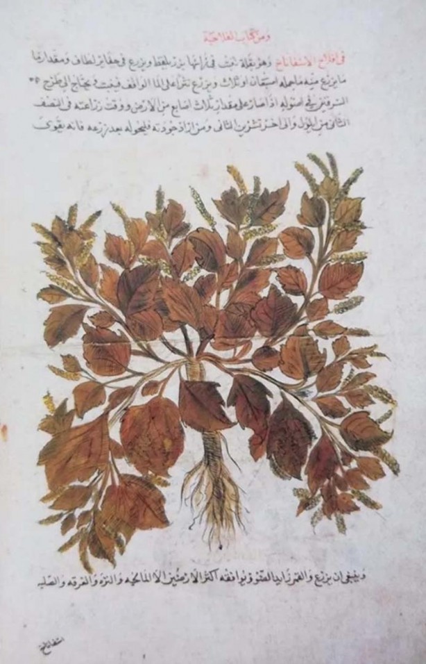 Foto - İslam alimlerinden miras bitkisel ilaçlar! Birçok hastalığın tedavisini buldular