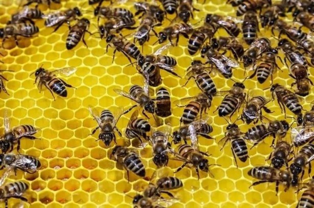 Foto - İslam alimlerinden miras bitkisel ilaçlar! Birçok hastalığın tedavisini buldular