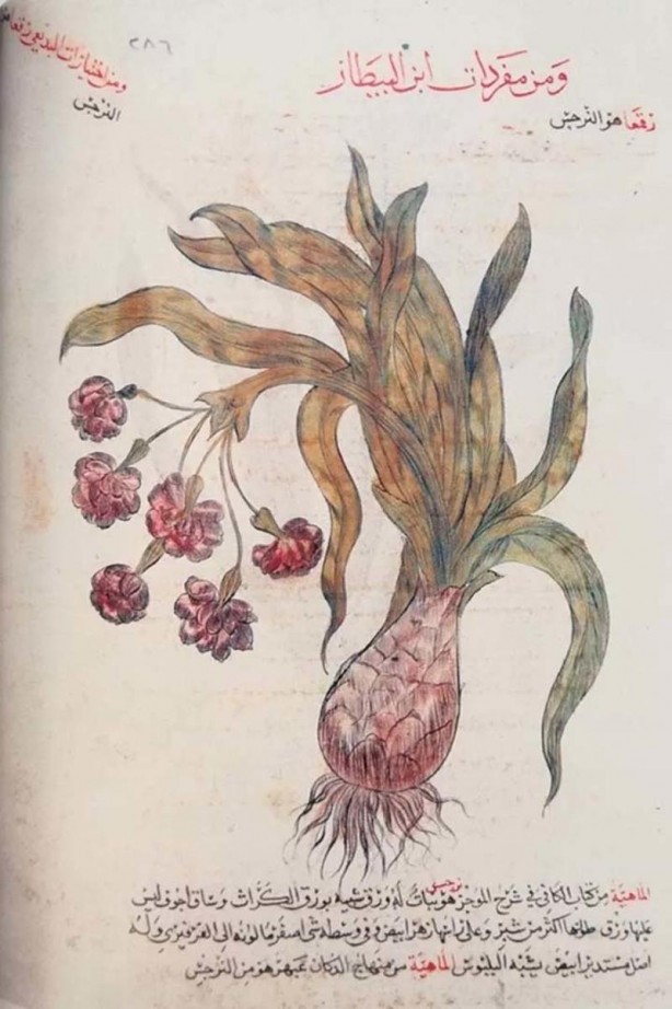 Foto - İslam alimlerinden miras bitkisel ilaçlar! Birçok hastalığın tedavisini buldular