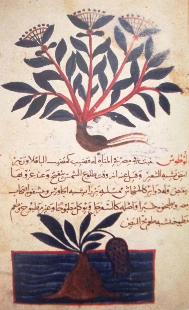 Foto - İslam alimlerinden miras bitkisel ilaçlar! Birçok hastalığın tedavisini buldular