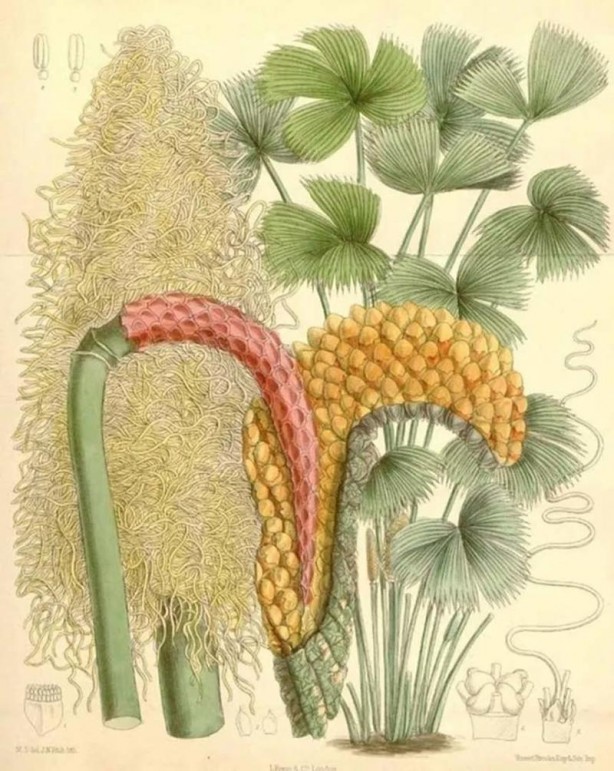 Foto - İslam alimlerinden miras bitkisel ilaçlar! Birçok hastalığın tedavisini buldular