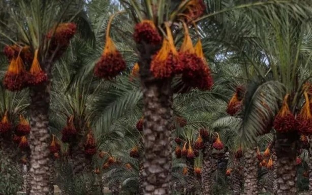 Foto - İslam alimlerinden miras bitkisel ilaçlar! Birçok hastalığın tedavisini buldular