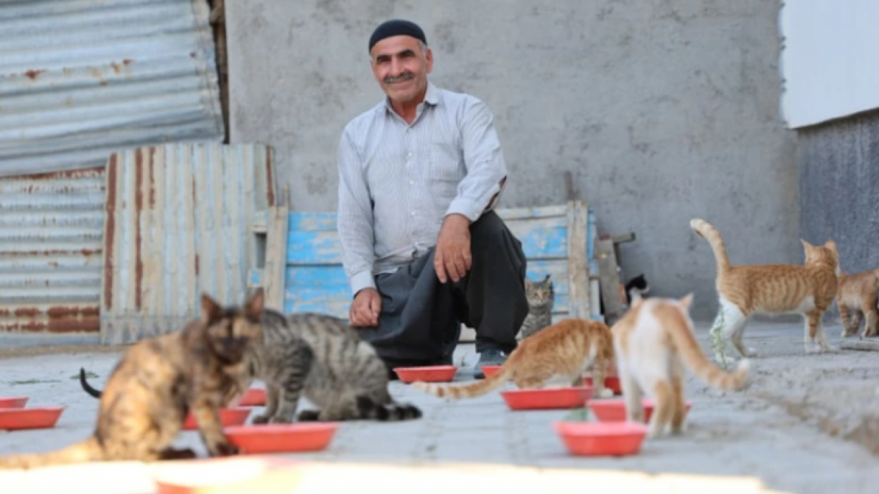 İsmail amcanın misafiri oluyorlar: Akşam 50'si birden bahçeye doluşuyor!