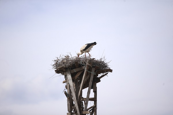 "İsmail dede" 61 yıldır onların yolunu gözlüyor