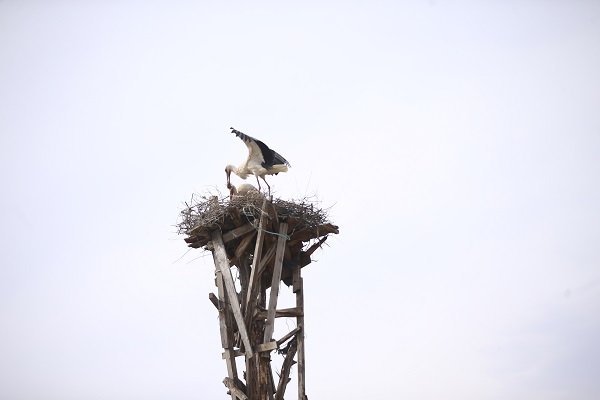 Foto - "İsmail dede" 61 yıldır onların yolunu gözlüyor