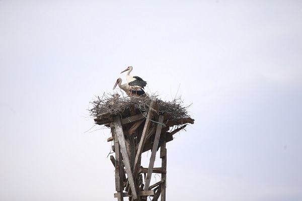 Foto - "İsmail dede" 61 yıldır onların yolunu gözlüyor