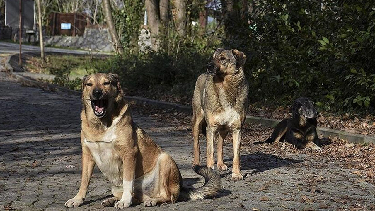 Foto - İsmail Kılıçarslan sonunda patladı: Soluklanın ve 'ne yapıyorum ben lan?' diye sorun kendinize