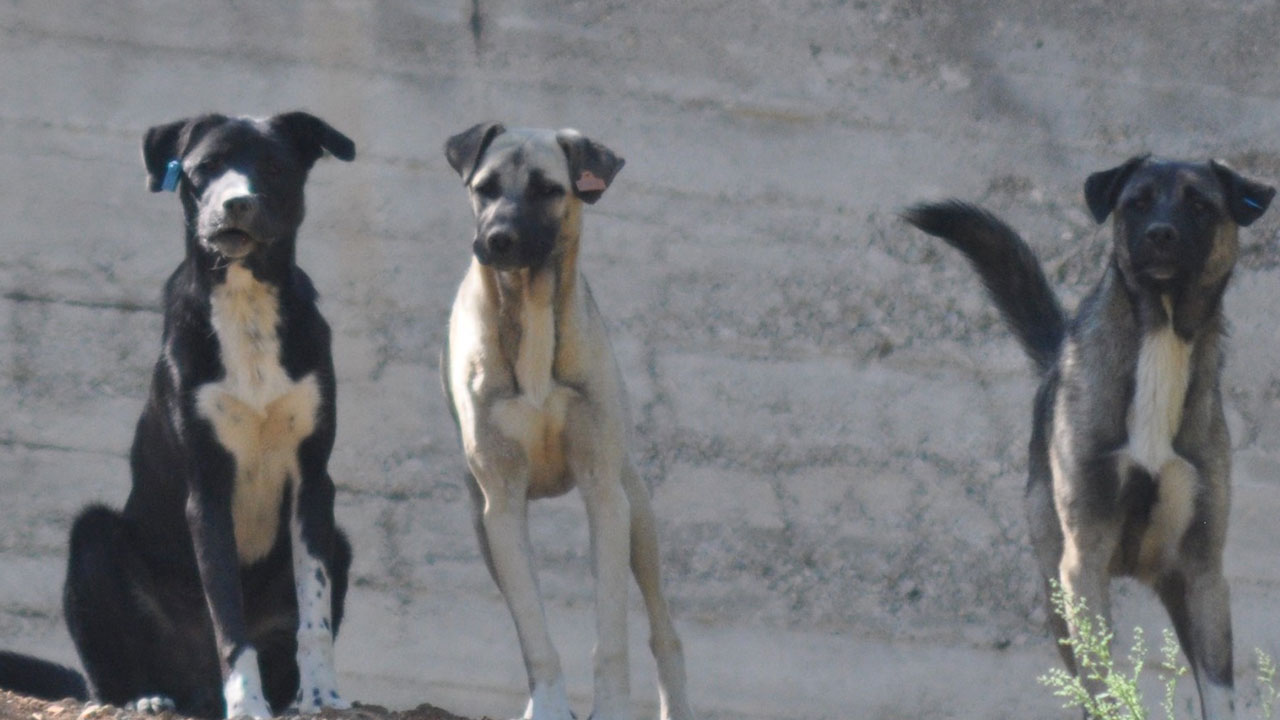Foto - İsmail Kılıçarslan sonunda patladı: Soluklanın ve 'ne yapıyorum ben lan?' diye sorun kendinize