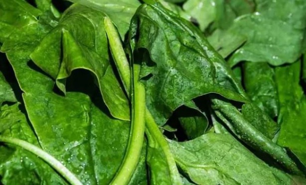 Foto - Ispanağı böyle tüketiyorsanız risk altındasınız