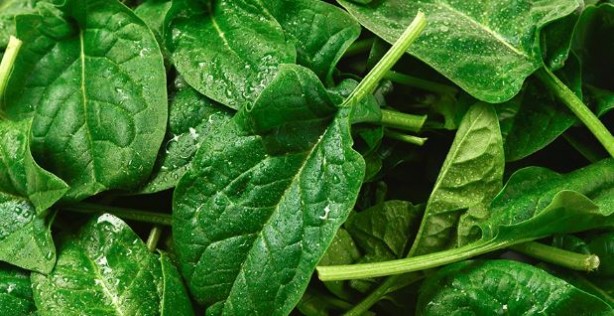 Foto - Ispanağı böyle tüketiyorsanız risk altındasınız