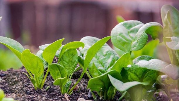 Foto - Ispanağı böyle tüketiyorsanız risk altındasınız