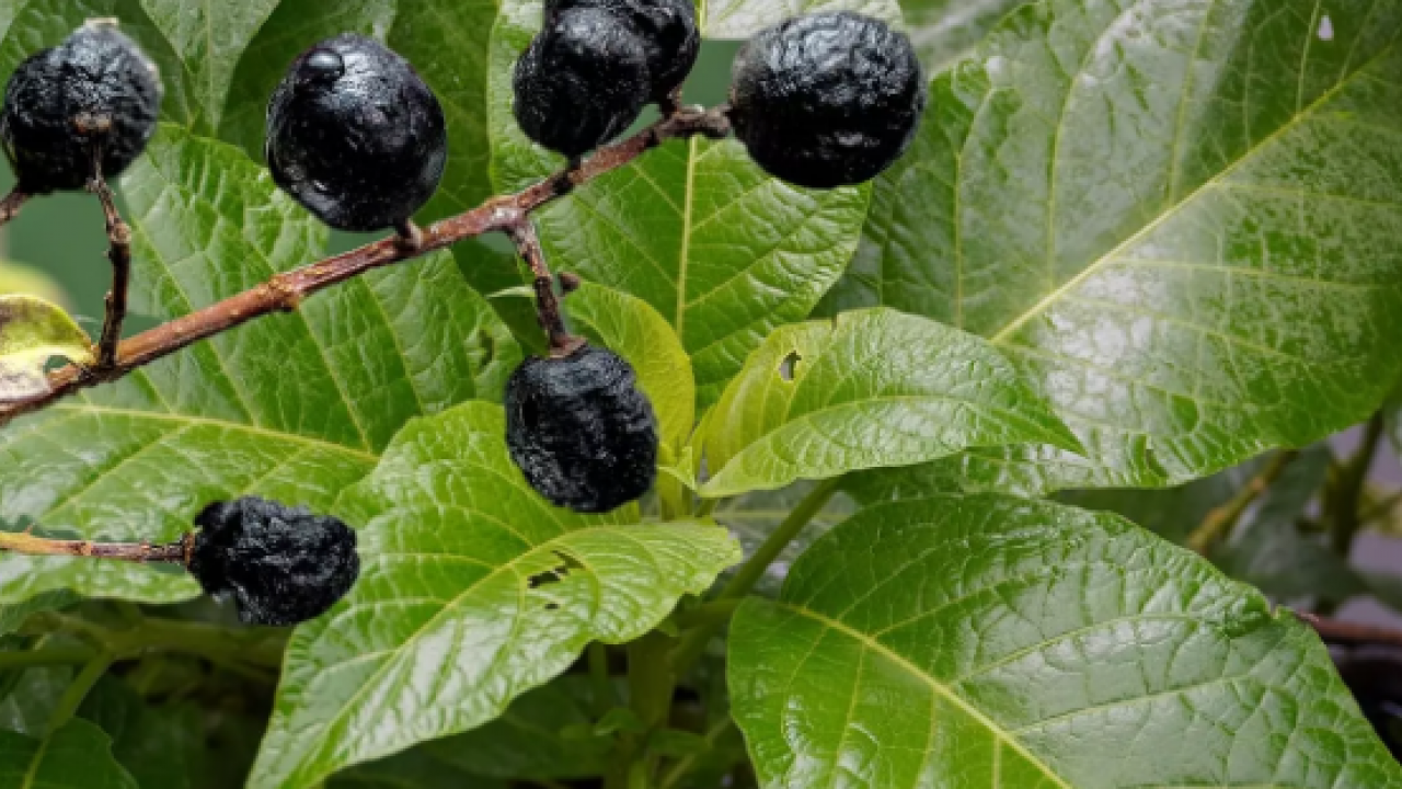 Ispanaktan uzak tutun: İşte zehirleyen sebze!