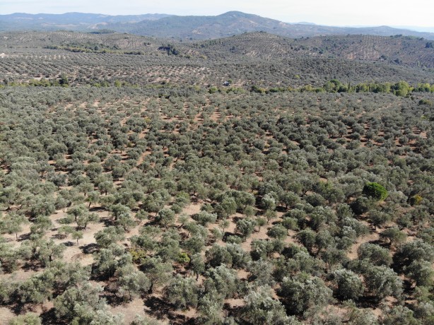 Foto - İspanya ve İtalya artık üretemiyor! Öyle bir üretim yaptık ki... Onlarca ülke Türkiye'nin kapısını çalacak