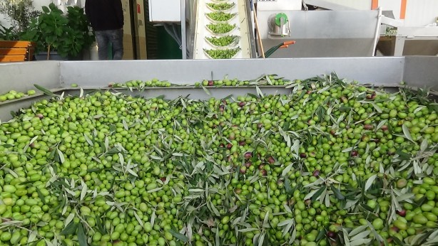 Foto - İspanya ve İtalya artık üretemiyor! Öyle bir üretim yaptık ki... Onlarca ülke Türkiye'nin kapısını çalacak