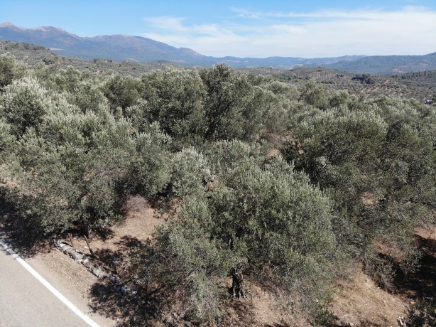 Foto - İspanya ve İtalya artık üretemiyor! Öyle bir üretim yaptık ki... Onlarca ülke Türkiye'nin kapısını çalacak