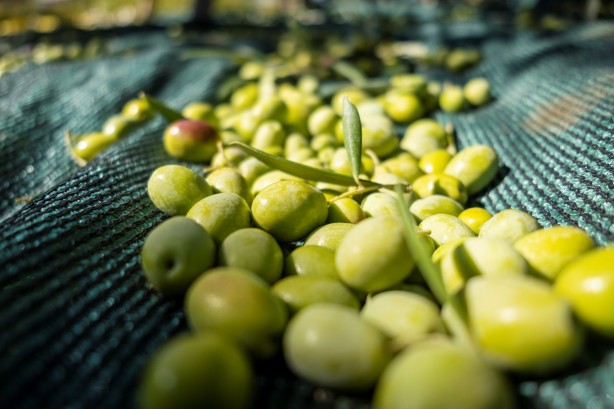 Foto - İspanya ve İtalya artık üretemez oldu! Türkiye'den almak zorunda kalacaklar