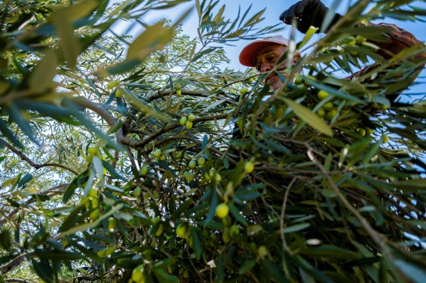 Foto - İspanya ve İtalya artık üretemez oldu! Türkiye'den almak zorunda kalacaklar