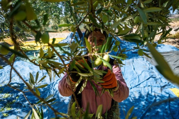 Foto - İspanya ve İtalya artık üretemez oldu! Türkiye'den almak zorunda kalacaklar