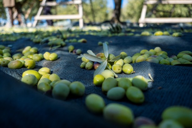 Foto - İspanya ve İtalya artık üretemez oldu! Türkiye'den almak zorunda kalacaklar