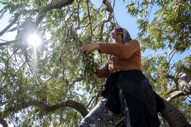 Foto - İspanya ve İtalya artık üretemez oldu! Türkiye'den almak zorunda kalacaklar
