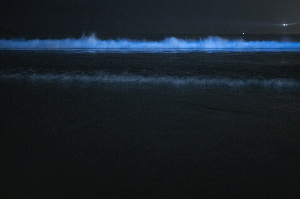 Foto - İspanya’da ‘sütlü deniz’ objektiflere yansıdı