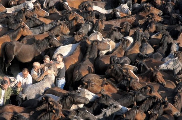 Foto - İspanyolların at yelesi sevdası