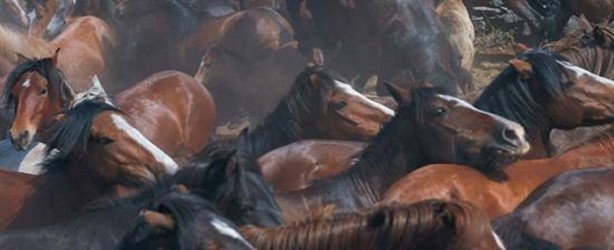 Foto - İspanyolların at yelesi sevdası