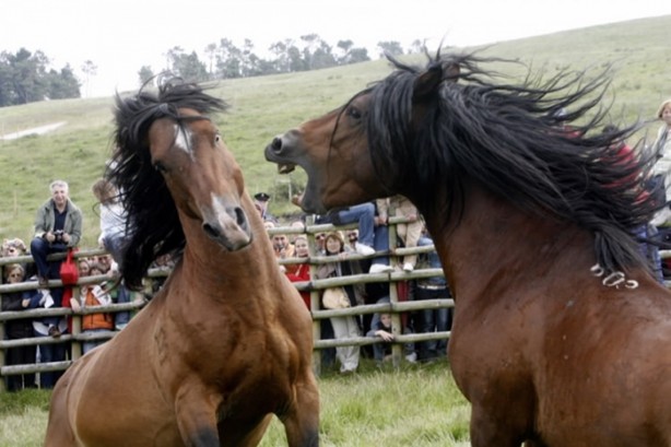 Foto - İspanyolların at yelesi sevdası