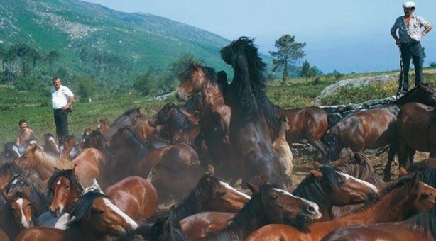 Foto - İspanyolların at yelesi sevdası