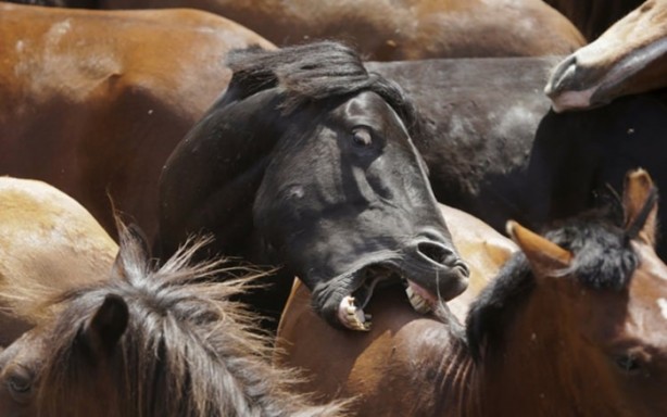 Foto - İspanyolların at yelesi sevdası