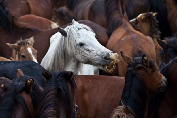 Foto - İspanyolların at yelesi sevdası