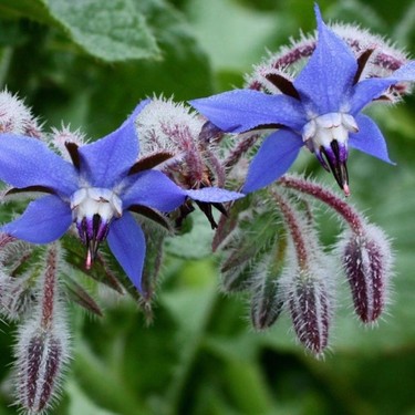 Foto - Ispıt otu tam bir şifa kaynağı