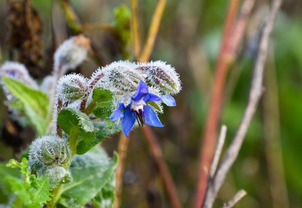 Foto - Ispıt otu tam bir şifa kaynağı