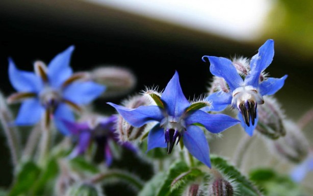 Foto - Ispıt otu tam bir şifa kaynağı