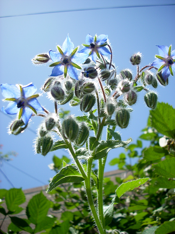 Foto - Ispıt otu tam bir şifa kaynağı