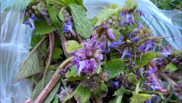 Foto - Ispıt otu tam bir şifa kaynağı