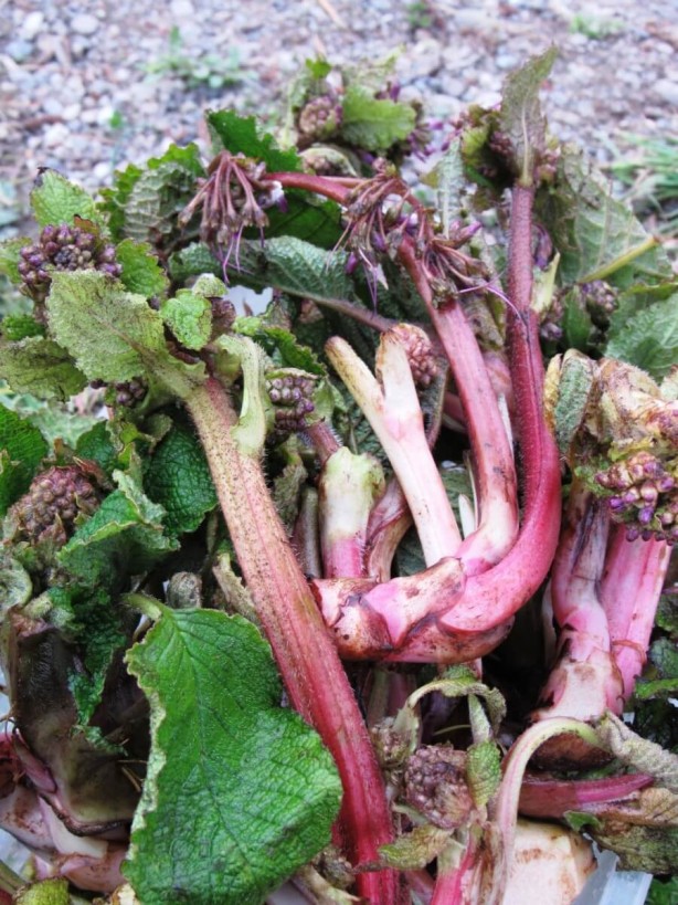 Foto - Ispıt otu tam bir şifa kaynağı