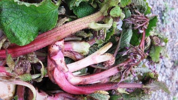 Foto - Ispıt otu tam bir şifa kaynağı