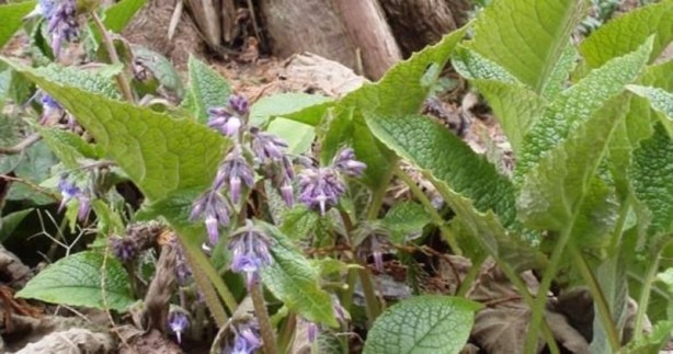 Foto - Ispıt otu tam bir şifa kaynağı